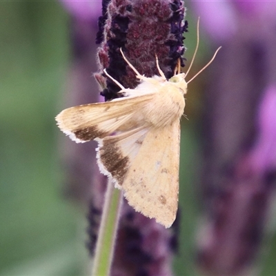 Helicoverpa punctigera (Native Budworm) at Macarthur, ACT - 25 Oct 2025 by RodDeb