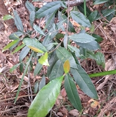Elaeocarpus reticulatus at Pappinbarra, NSW - 25 Oct 2025 by AngFrost