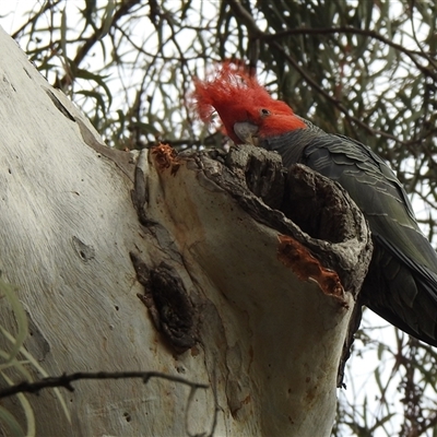 Callocephalon fimbriatum (Gang-gang Cockatoo) at Acton, ACT - 28 Oct 2025 by HelenCross