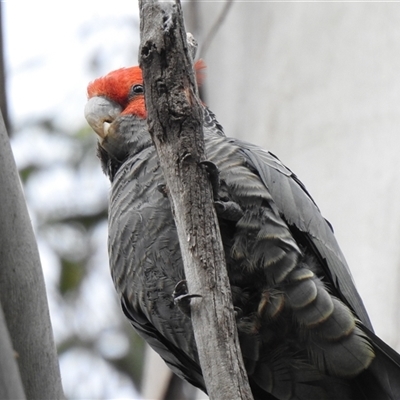 Callocephalon fimbriatum (Gang-gang Cockatoo) at Acton, ACT - 28 Oct 2025 by HelenCross