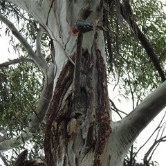 Callocephalon fimbriatum (Gang-gang Cockatoo) at Acton, ACT - 28 Oct 2025 by HelenCross