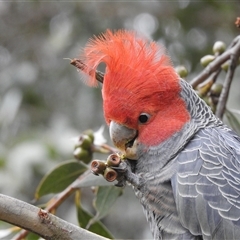 Callocephalon fimbriatum (Gang-gang Cockatoo) at Acton, ACT - 28 Oct 2025 by HelenCross