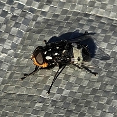 Amphibolia (Amphibolia) ignorata (A bristle fly) by Dazzelingdarren