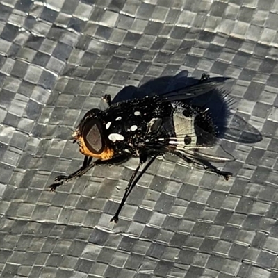 Amphibolia (Amphibolia) ignorata (A bristle fly) at  - suppressed by Dazzelingdarren