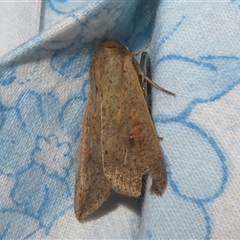 Mythimna (Pseudaletia) convecta (Common Armyworm) at Flynn, ACT - 25 Oct 2025 by Christine