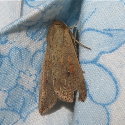 Mythimna (Pseudaletia) convecta (Common Armyworm) at Flynn, ACT - 25 Oct 2025 by Christine