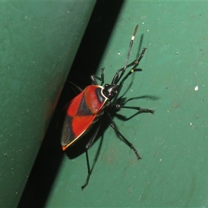 Dindymus versicolor (Harlequin Bug) at Flynn, ACT - 26 Oct 2025 by Christine