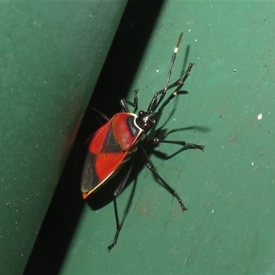 Dindymus versicolor (Harlequin Bug) at Flynn, ACT - 26 Oct 2025 by Christine
