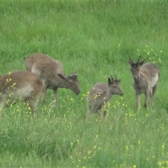 Unverified Deer at Wallaroo, NSW - 26 Oct 2025 by Christine
