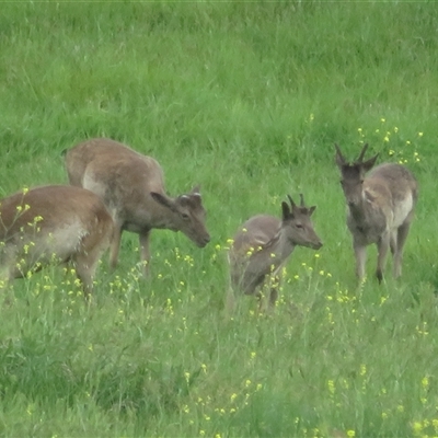 Unverified Deer at Wallaroo, NSW - 26 Oct 2025 by Christine