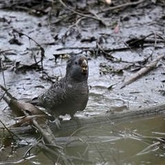 Callocephalon fimbriatum (Gang-gang Cockatoo) at Kambah, ACT - 27 Oct 2025 by davidcunninghamwildlife