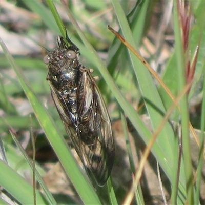 Myopsalta waterhousei (Smoky Buzzer) at Fraser, ACT - 27 Oct 2025 by Christine