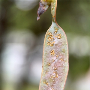Aphalaridae (family) (A jumping plant lice) at Ainslie, ACT - 28 Oct 2025 by Hejor1