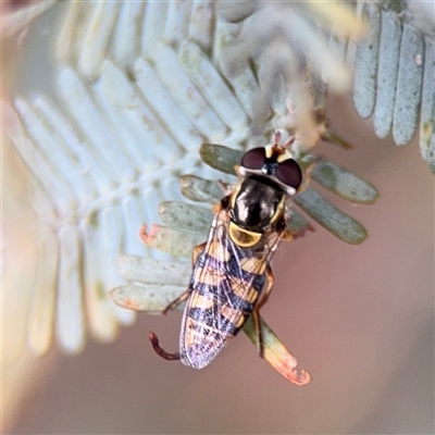 Simosyrphus grandicornis (Common hover fly) at Ainslie, ACT - 28 Oct 2025 by Hejor1