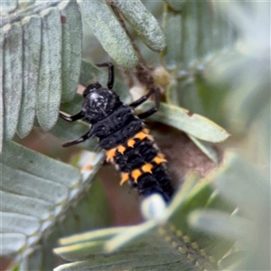 Harmonia conformis (Common Spotted Ladybird) at Ainslie, ACT - 28 Oct 2025 by Hejor1