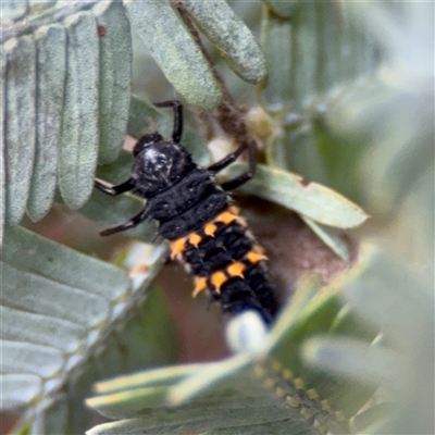 Harmonia conformis (Common Spotted Ladybird) at Ainslie, ACT - 28 Oct 2025 by Hejor1