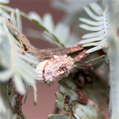 Icerya purchasi (Cottony cushion scale) at Ainslie, ACT - 28 Oct 2025 by Hejor1