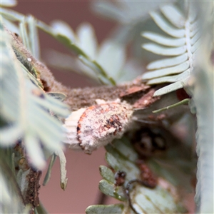 Icerya purchasi (Cottony cushion scale) at Ainslie, ACT - 28 Oct 2025 by Hejor1