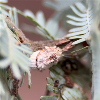 Icerya purchasi (Cottony cushion scale) at Ainslie, ACT - 28 Oct 2025 by Hejor1