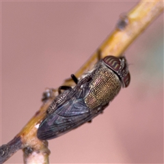 Stomorhina subapicalis (A snout fly) at Ainslie, ACT - 28 Oct 2025 by Hejor1