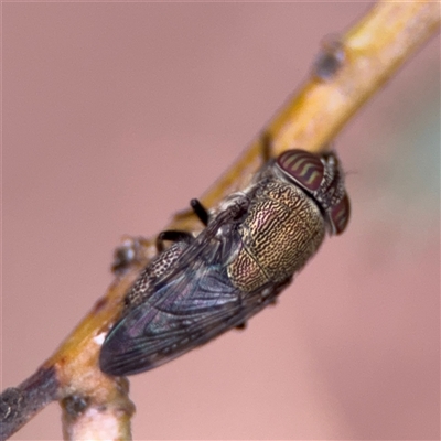 Stomorhina subapicalis (A snout fly) at Ainslie, ACT - 28 Oct 2025 by Hejor1