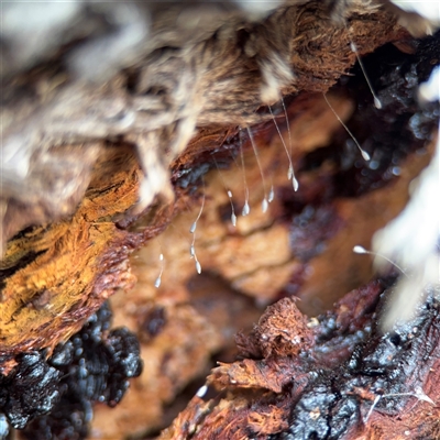 Neuroptera (order) (Unidentified lacewing) at Ainslie, ACT - 28 Oct 2025 by Hejor1