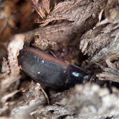 Heleini (tribe) at Ainslie, ACT - 28 Oct 2025 by Hejor1