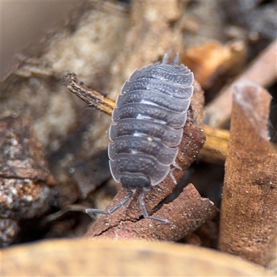 Porcellio scaber (Common slater) at Ainslie, ACT - 28 Oct 2025 by Hejor1