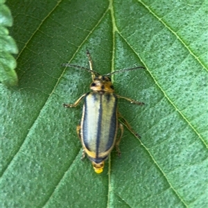 Xanthogaleruca luteola (Elm leaf beetle) at Ainslie, ACT - 28 Oct 2025 by Hejor1