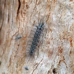 Anestia (genus) (A tiger moth) at Ainslie, ACT - 28 Oct 2025 by Hejor1