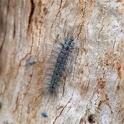 Anestia (genus) (A tiger moth) at Ainslie, ACT - 28 Oct 2025 by Hejor1