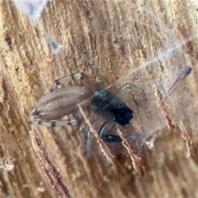 Holoplatys sp. (genus) at Ainslie, ACT - 28 Oct 2025 by Hejor1