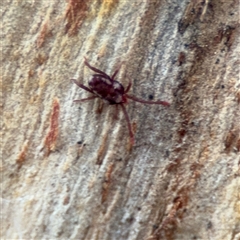 Erythraeidae (family) at Ainslie, ACT - 28 Oct 2025 by Hejor1