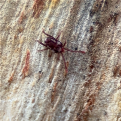 Erythraeidae (family) at Ainslie, ACT - 28 Oct 2025 by Hejor1