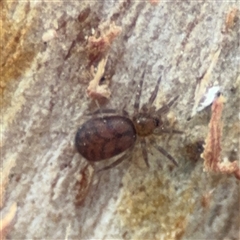 Scotospilus sp. (genus) at Ainslie, ACT - 28 Oct 2025 by Hejor1