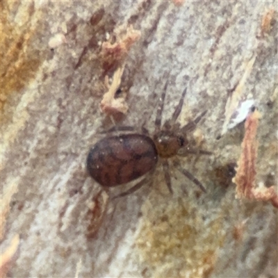 Scotospilus sp. (genus) at Ainslie, ACT - 28 Oct 2025 by Hejor1