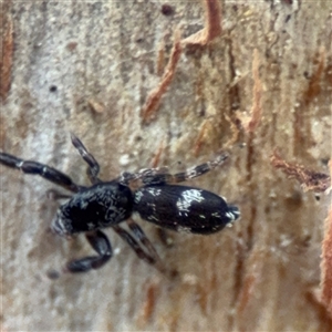Salticidae (family) at Ainslie, ACT - 28 Oct 2025 by Hejor1