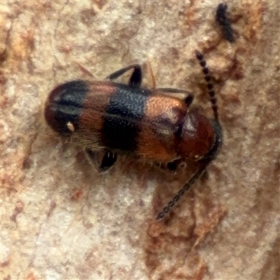 Aderidae (family) (Aderid beetle) at Ainslie, ACT - 28 Oct 2025 by Hejor1