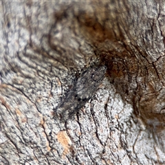 Ardozyga loxodesma (A Gelechioid moth) at Ainslie, ACT - 28 Oct 2025 by Hejor1