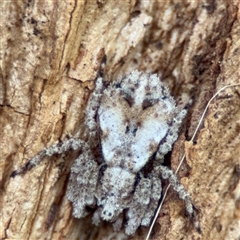 Stephanopis sp. (genus) (Knobbly crab spider) at Ainslie, ACT - 28 Oct 2025 by Hejor1
