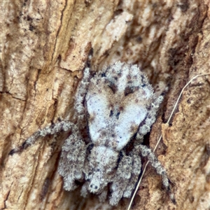 Stephanopis sp. (genus) (Knobbly crab spider) at Ainslie, ACT - 28 Oct 2025 by Hejor1