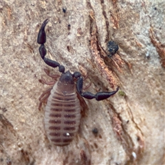 Pseudoscorpiones (order) (False Scorpion, Pseudoscorpion) at Ainslie, ACT - 28 Oct 2025 by Hejor1