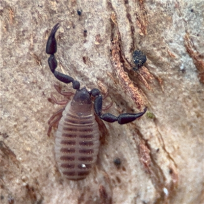 Pseudoscorpiones (order) (False Scorpion, Pseudoscorpion) at Ainslie, ACT - 28 Oct 2025 by Hejor1