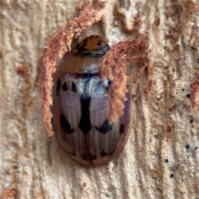 Peltoschema hamadryas (Hamadryas leaf beetle) at Ainslie, ACT - 28 Oct 2025 by Hejor1