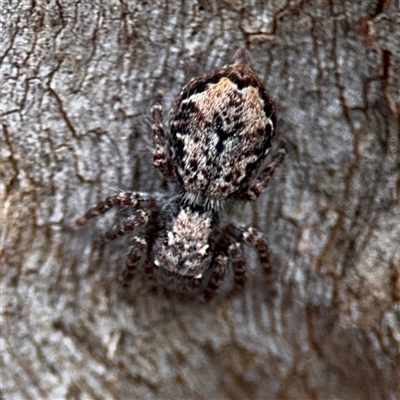 Servaea incana (Hoary Servaea) at Ainslie, ACT - 28 Oct 2025 by Hejor1