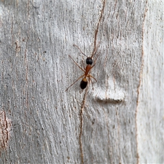Camponotus consobrinus (Banded sugar ant) at Ainslie, ACT - 28 Oct 2025 by Hejor1