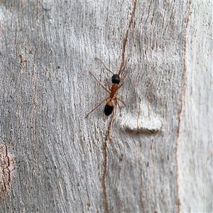Camponotus consobrinus (Banded sugar ant) at Ainslie, ACT - 28 Oct 2025 by Hejor1