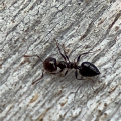 Crematogaster sp. (genus) (Acrobat ant, Cocktail ant) at Ainslie, ACT - 28 Oct 2025 by Hejor1