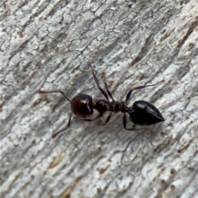 Crematogaster sp. (genus) (Acrobat ant, Cocktail ant) at Ainslie, ACT - 28 Oct 2025 by Hejor1