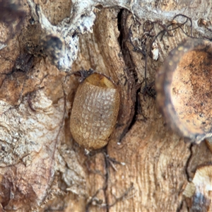 Microdontinae (subfamily) (Hover fly) at Ainslie, ACT - 28 Oct 2025 by Hejor1